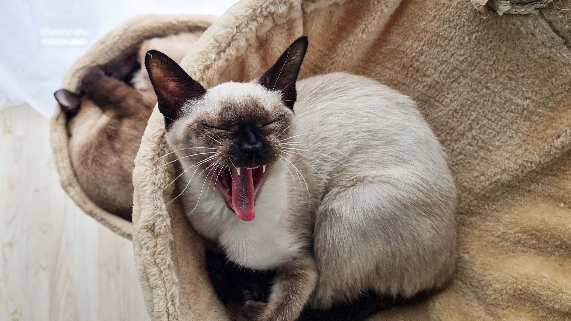 Кошки