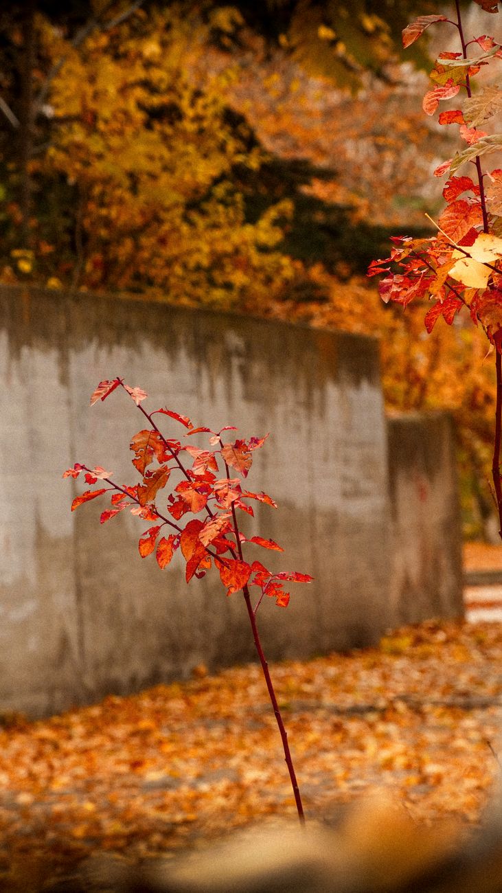 Осень #7