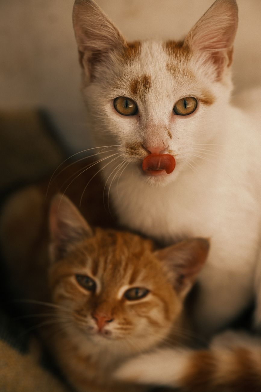 Кошки #17