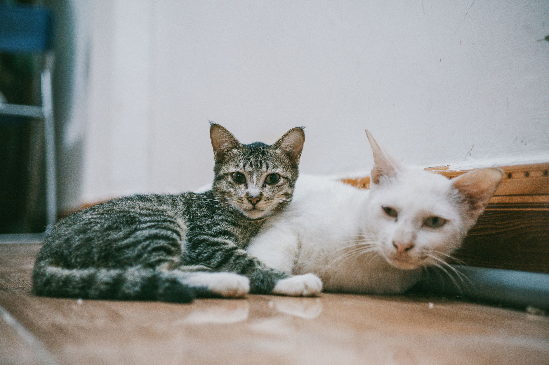 Кошки #14