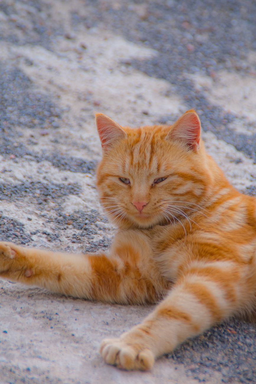 Кошки #11
