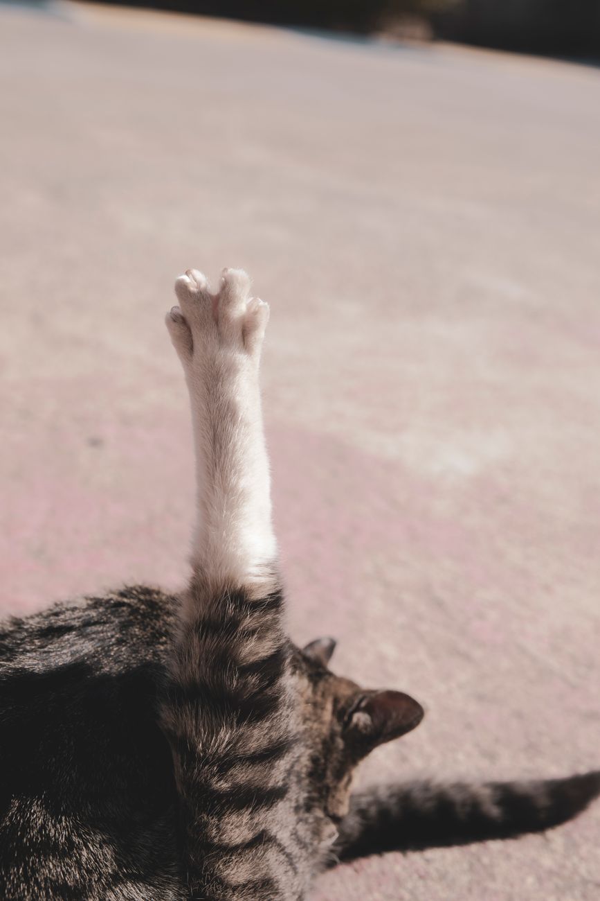 Кошки #3