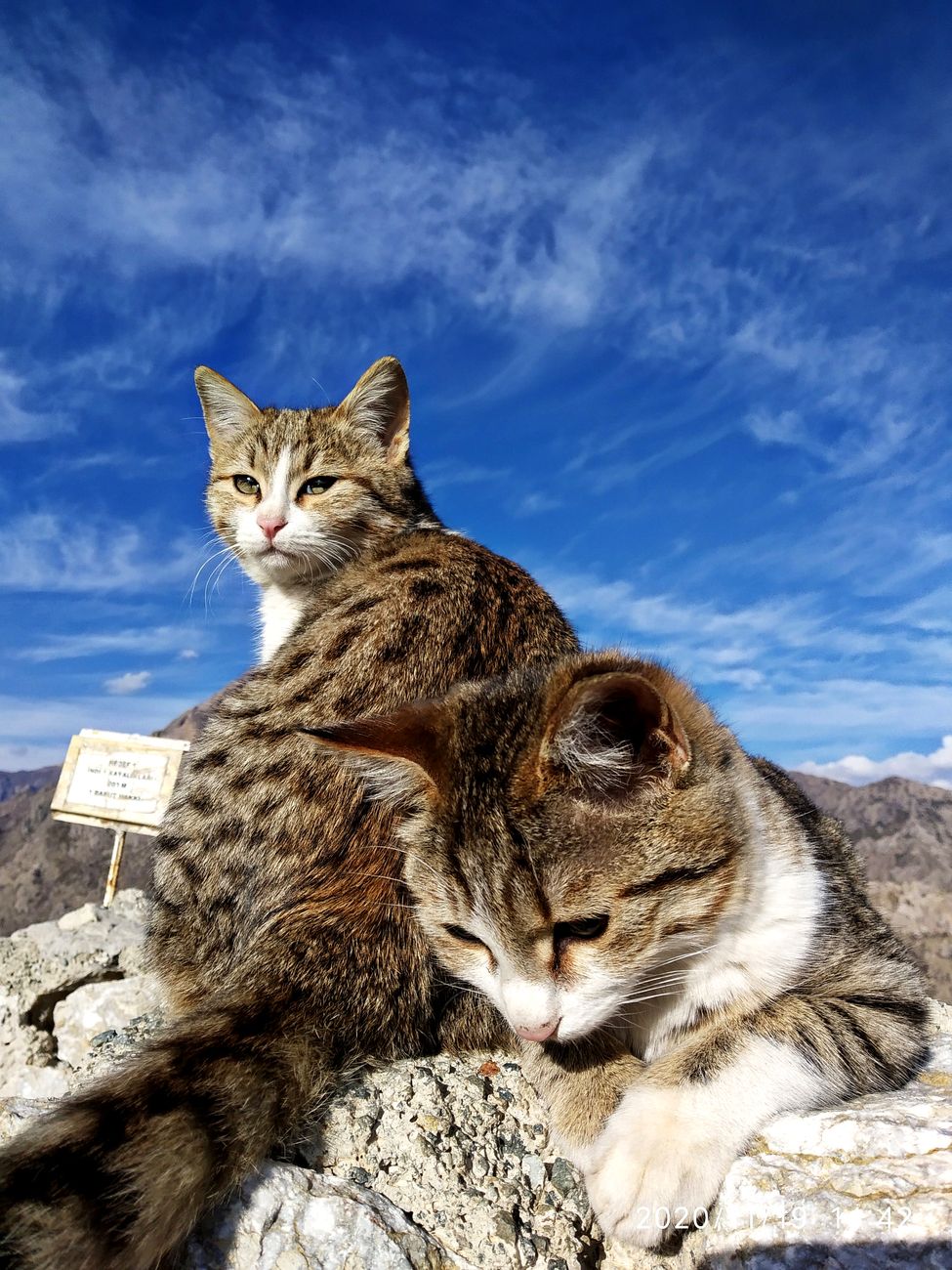 Кошки #18