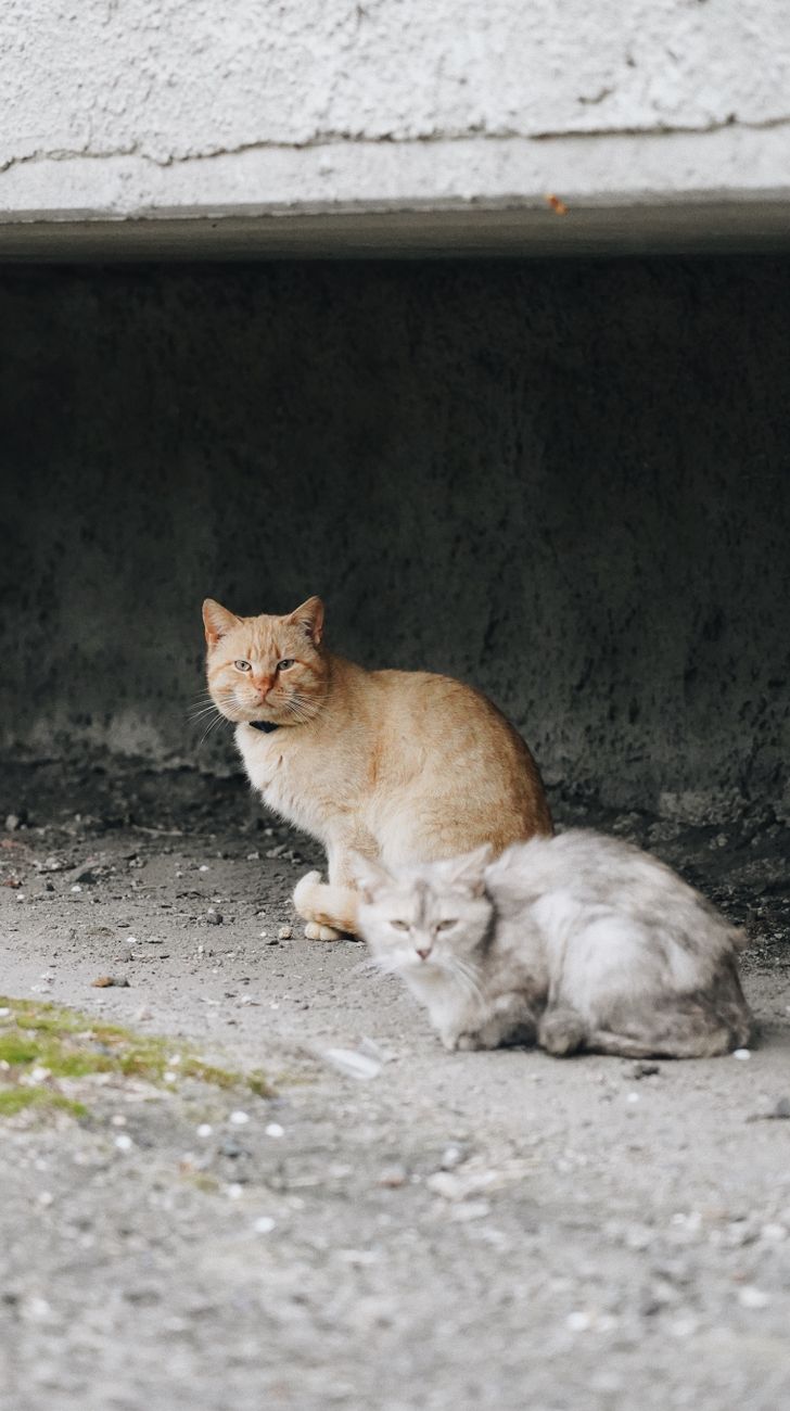 Кошки #16