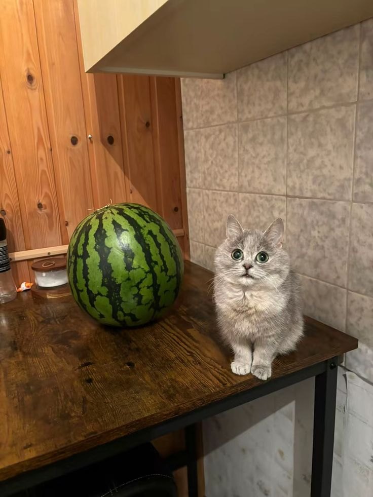 котик и арбуз