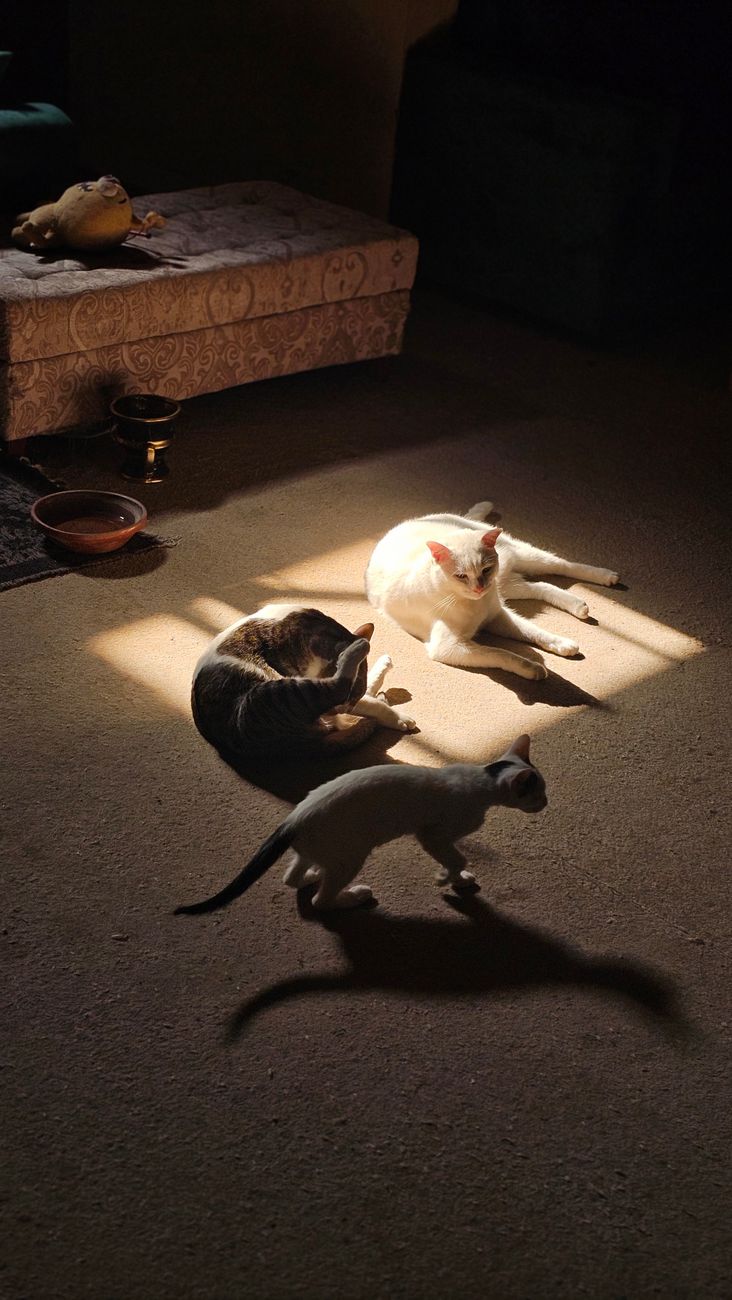 Кошки #20