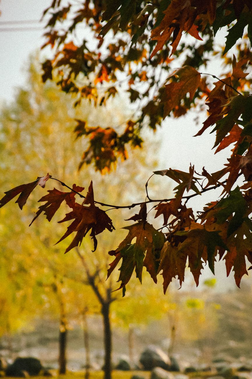 Осень #6