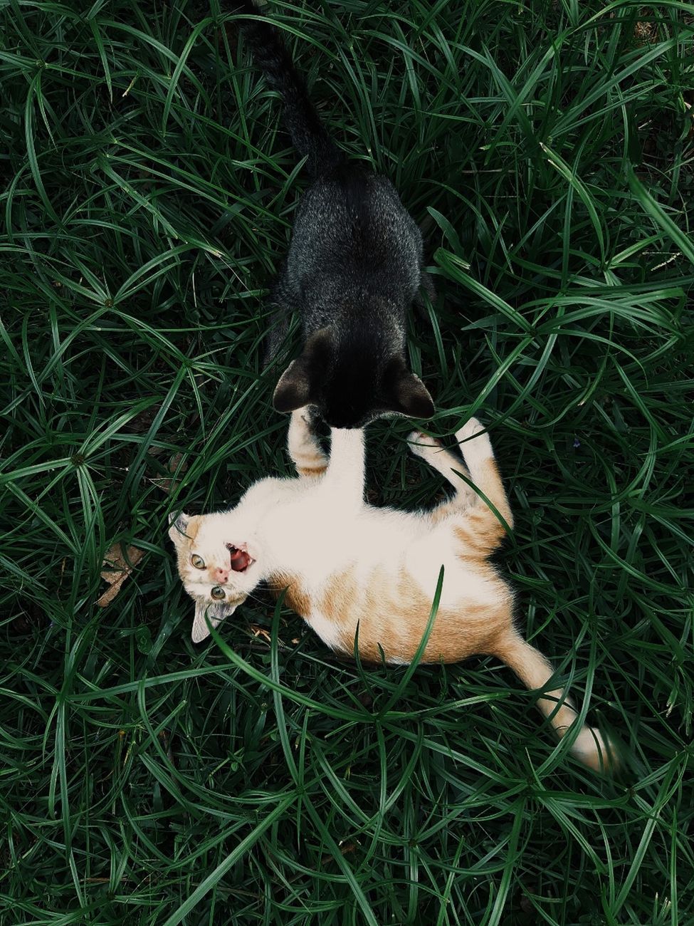 Кошки #9
