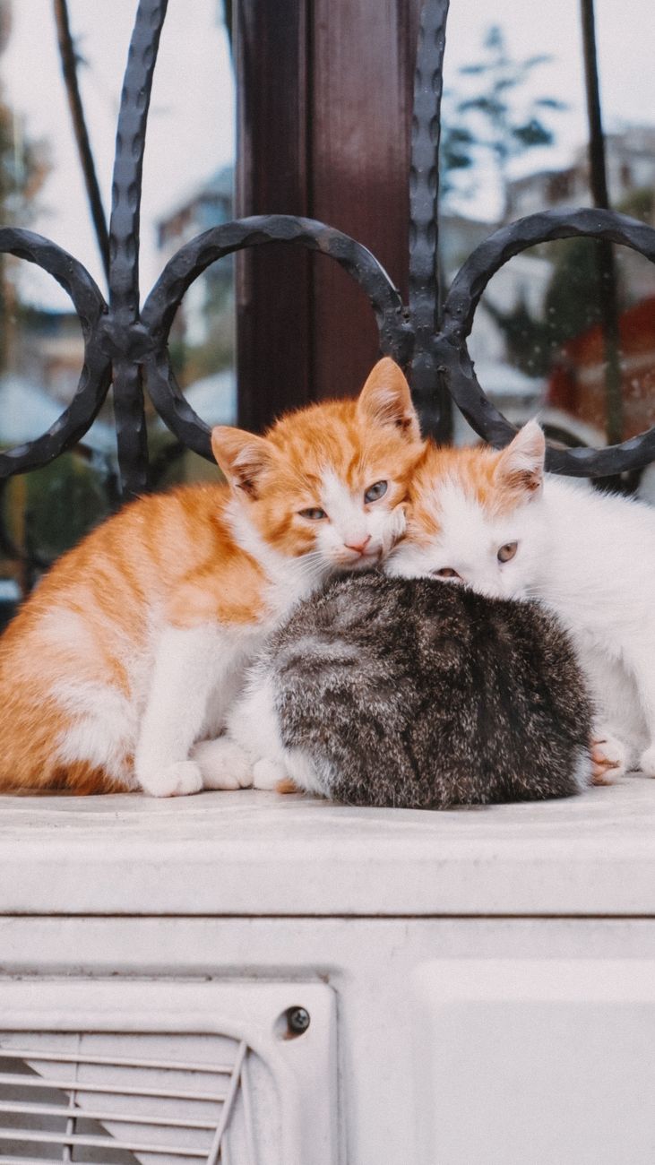 Кошки #13