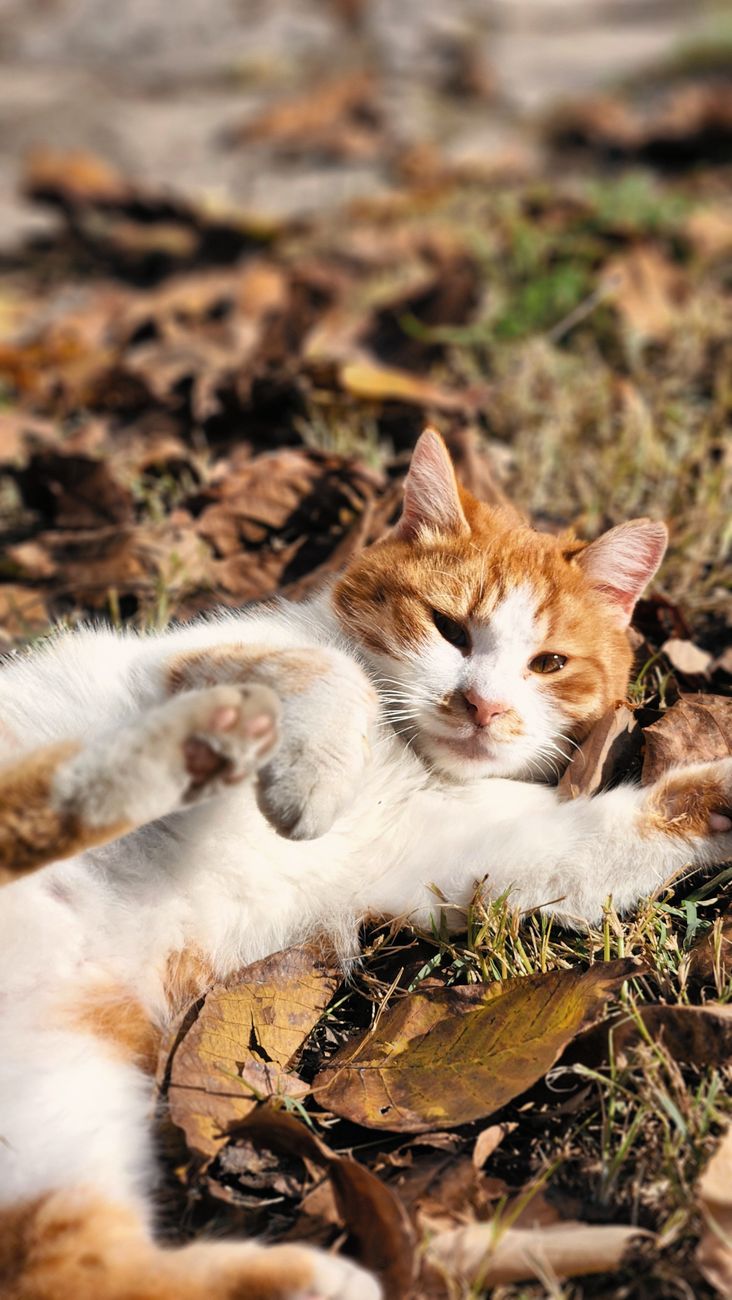 Кошки #5